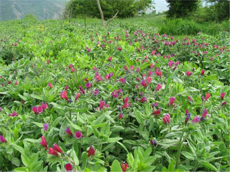 معرفی و راهنمای پرورش گیاهان دارویی - گاو زبان